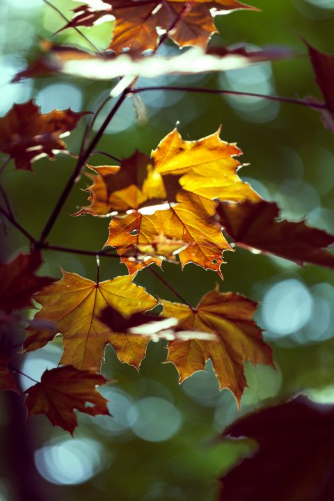Fall leaves 1000 Islands
