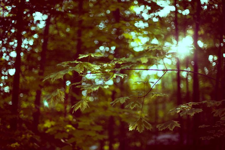 Green Leaves 1000 Islands