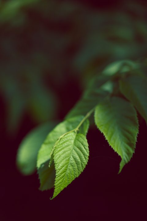 Leaves 1000 Islands