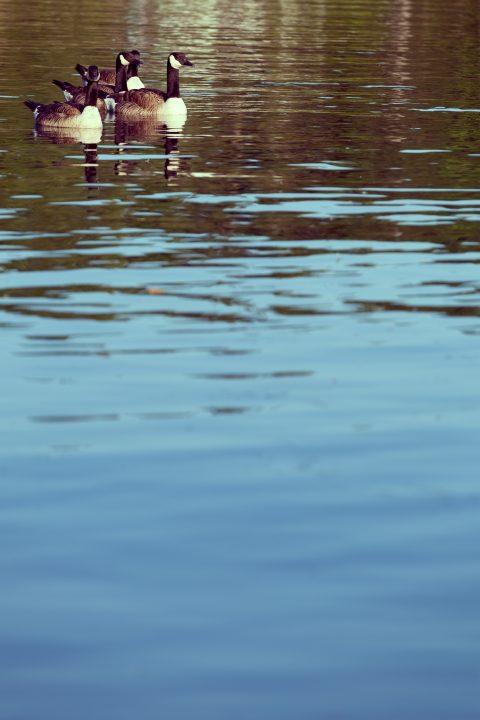Geese 1000 Islands