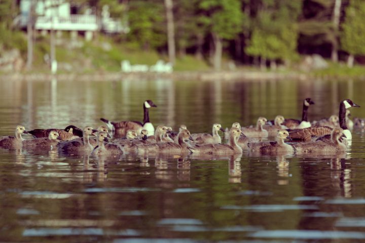 Goslings 1000 Islands