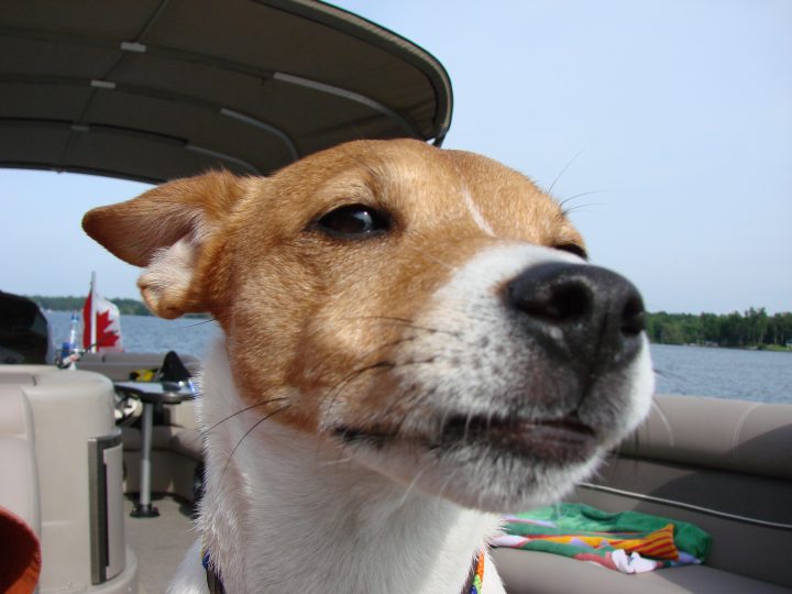dog nose closeup