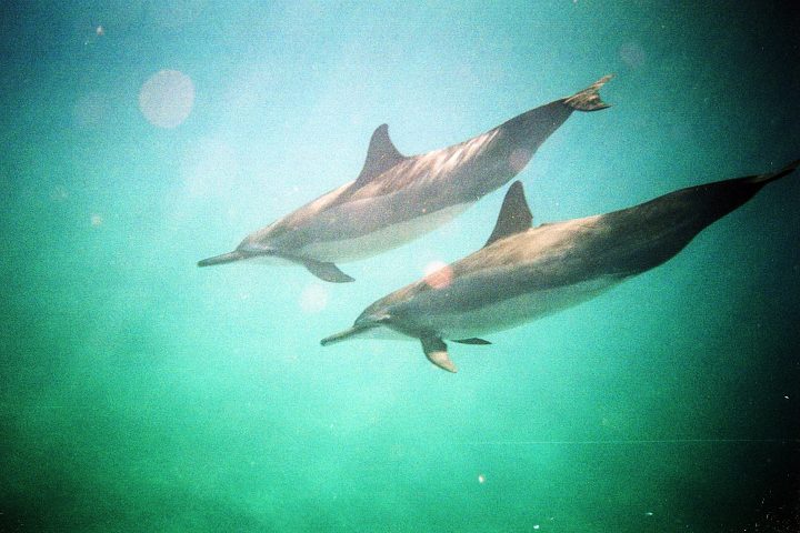 couple dolphin pix…