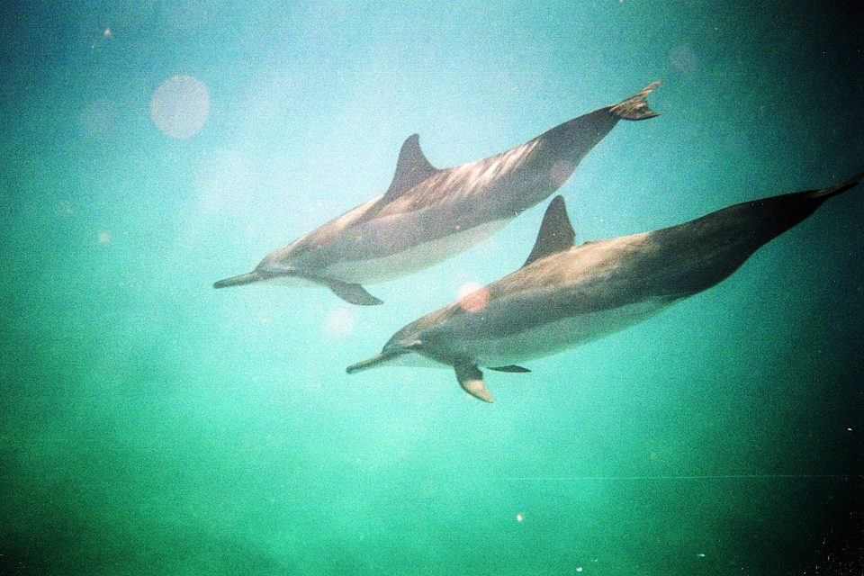 couple dolphin pix...