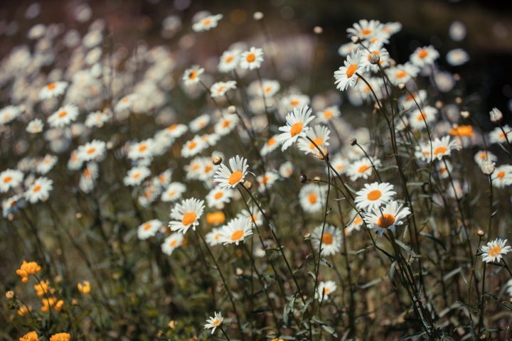 Daisies