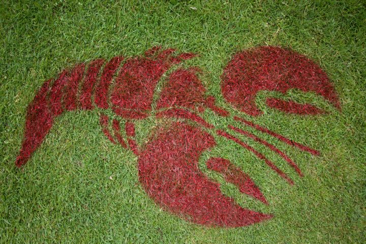 Lobster Stencil on Grass