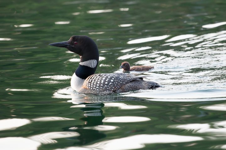 Loon and Chick