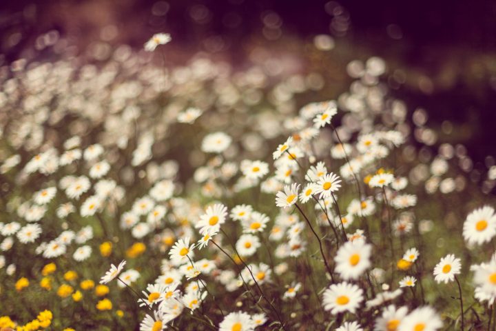 Daisies