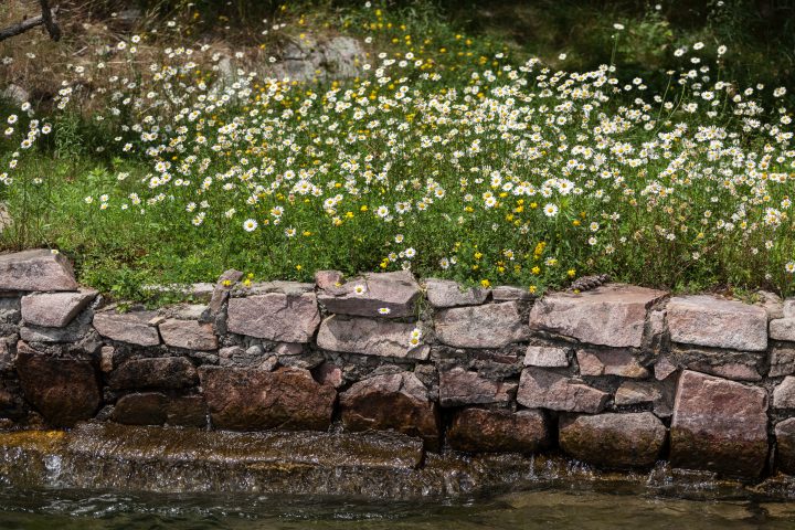Shoreline Daisies