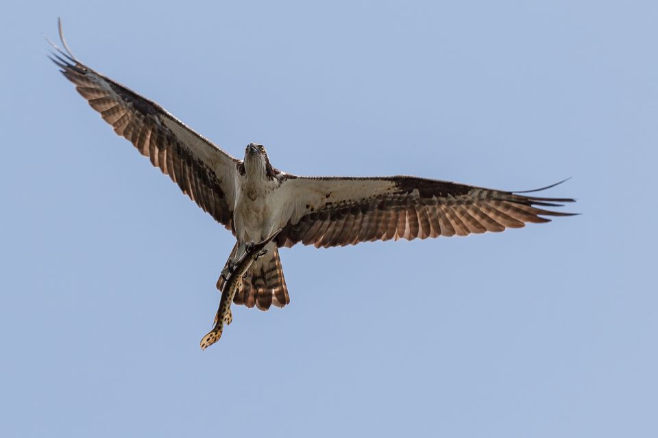 Osprey Flying with a Fish