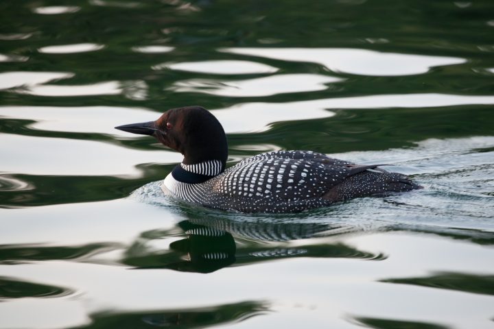 Loon