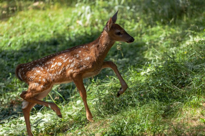 Fawn