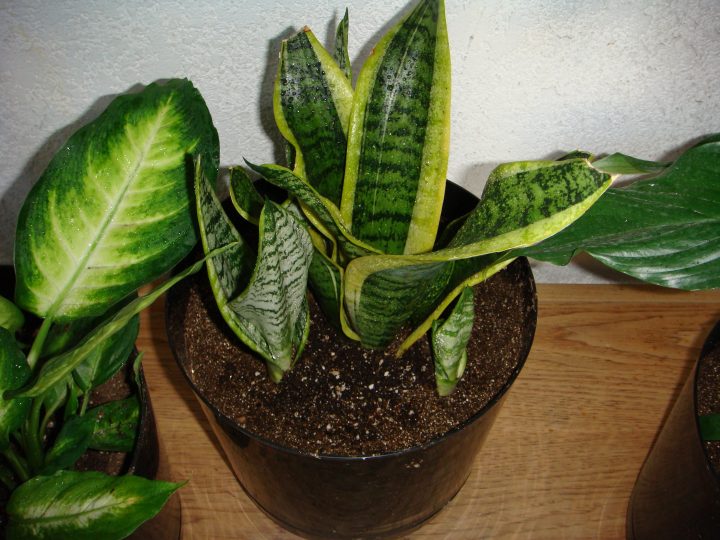 boring houseplant