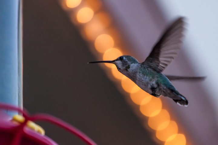 Hummingbird