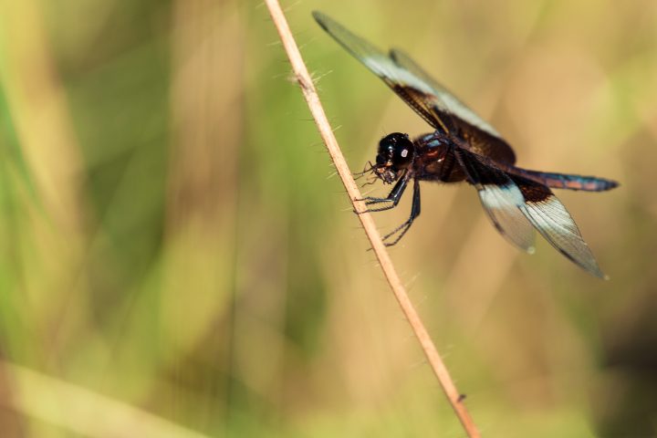 Dragonfly Eating Another Insect