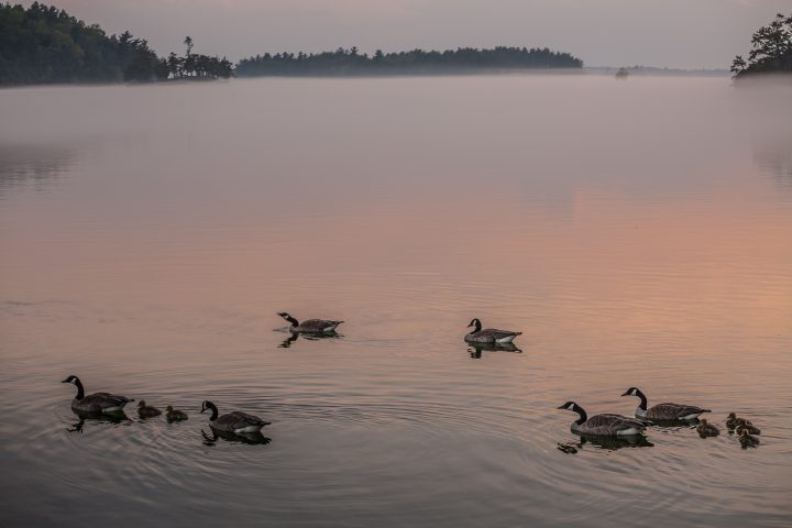 Geese Swimming At Dusk