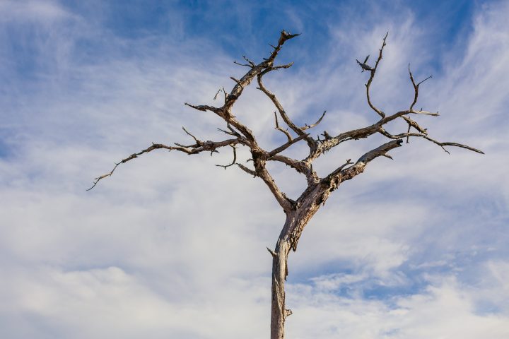 Dead Tree And Sky