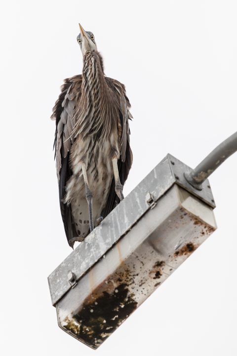 Grey Heron On Street Lamp