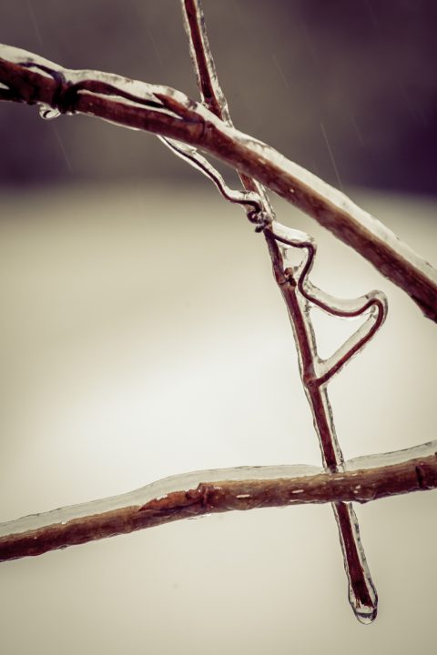 Frozen Twigs