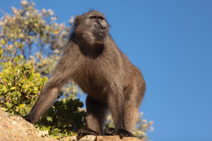 Baboon at Cape Point