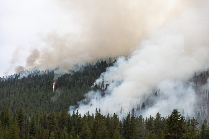 Forest Fire