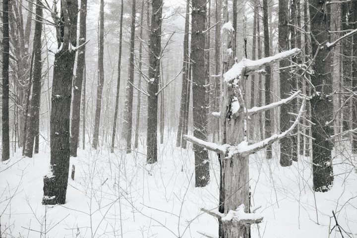 Amongst The Trees 5