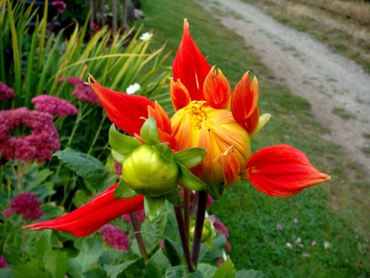 Flowers And Bugs