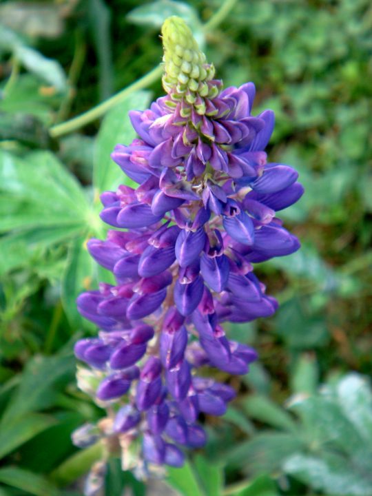 Flowers And Bugs