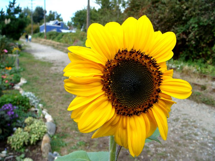 Flowers And Bugs