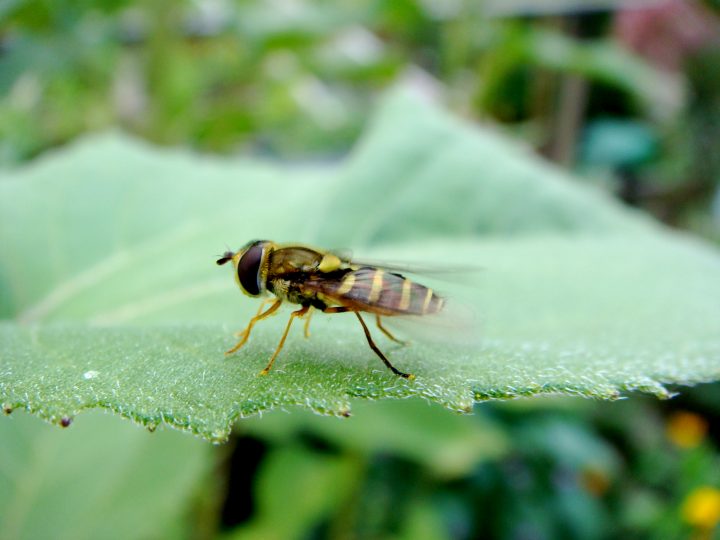 Flowers And Bugs