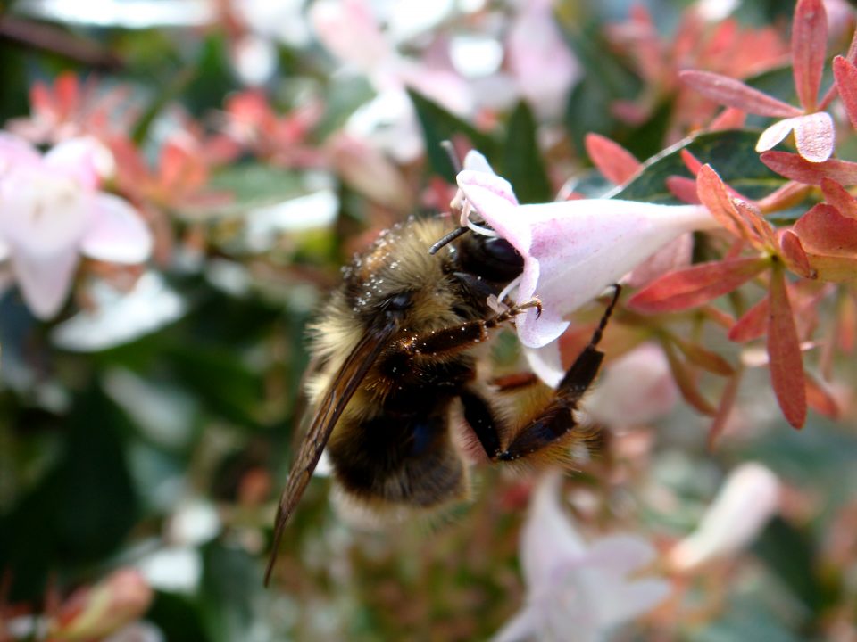 Flowers And Bugs