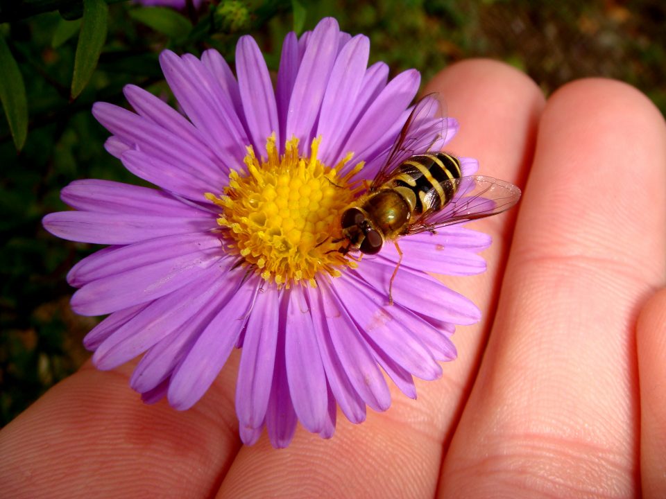 Flowers And Bugs