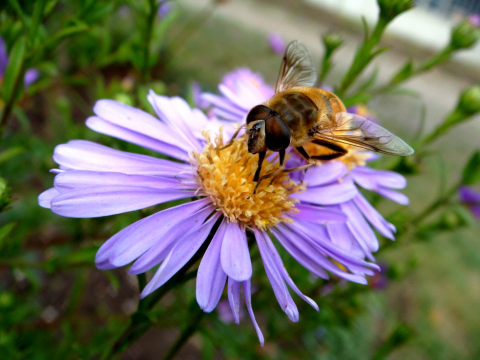 Flowers And Bugs