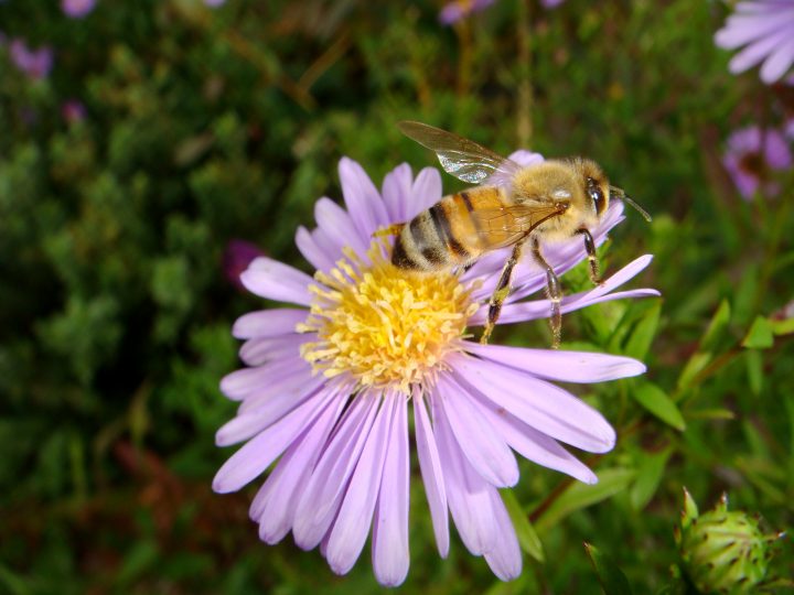 Flowers And Bugs