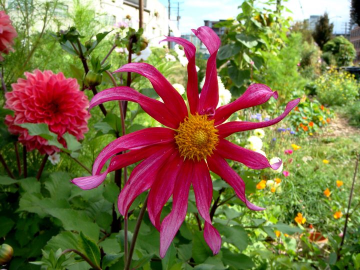 Flowers And Bugs