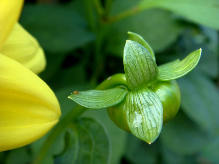 Flowers And Bugs
