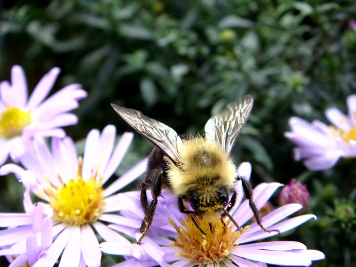 Flowers And Bugs