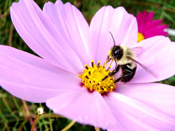 Flowers And Bugs