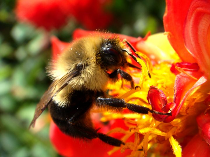 Flowers And Bugs