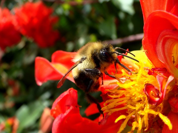 Flowers And Bugs