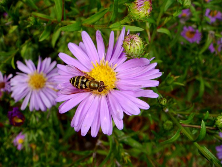 Flowers And Bugs