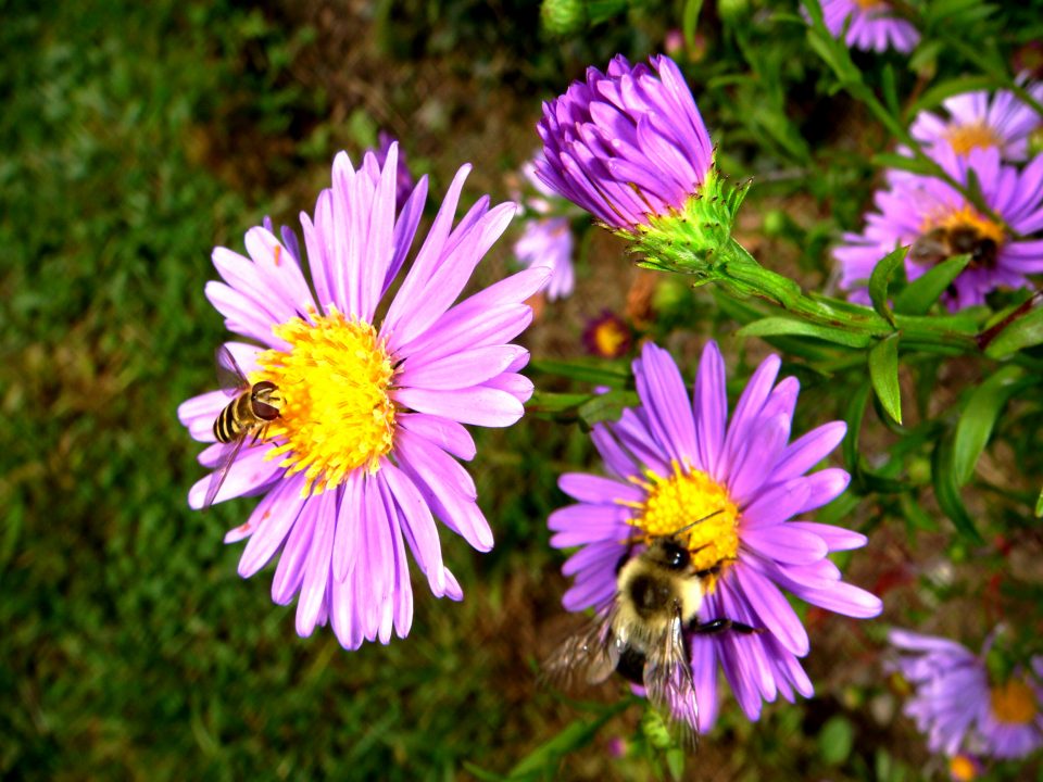 Flowers And Bugs