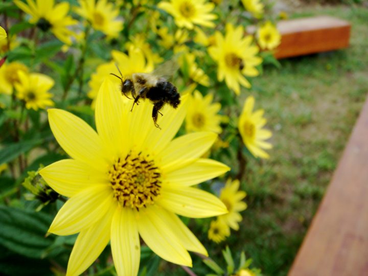 Flowers And Bugs