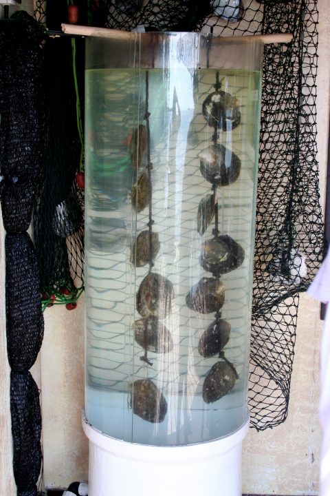 Tahitian Oysters