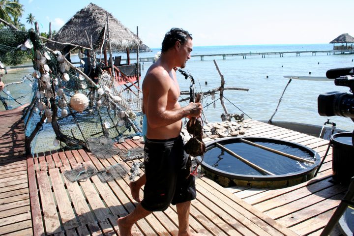 Tahitian Black Pearl Diver