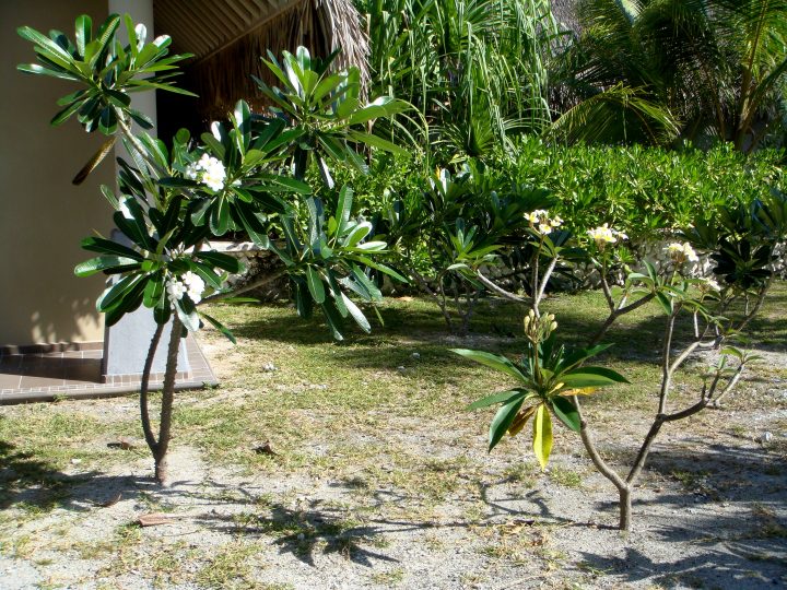 Plants
