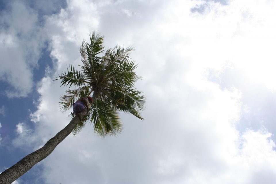 man climbing a palm tree to get coconuts