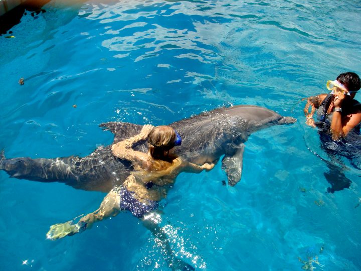 Swimming With A Dolphin