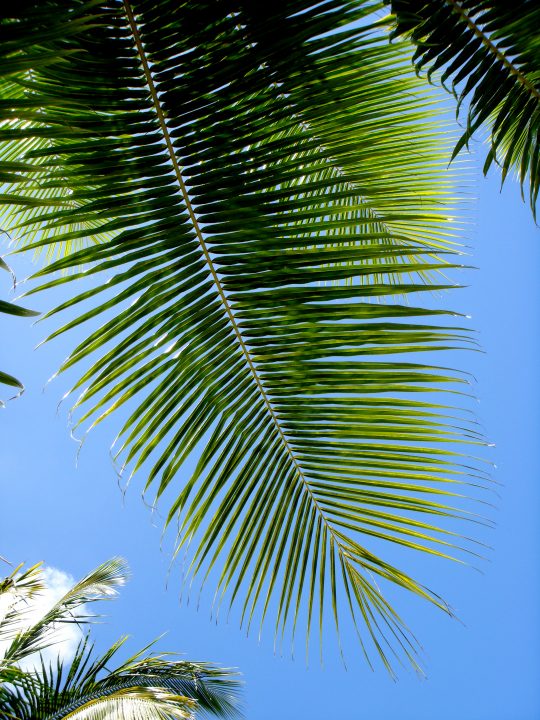 Palm