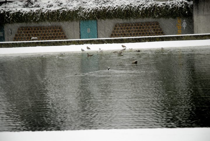 Snow Day In Vancouver